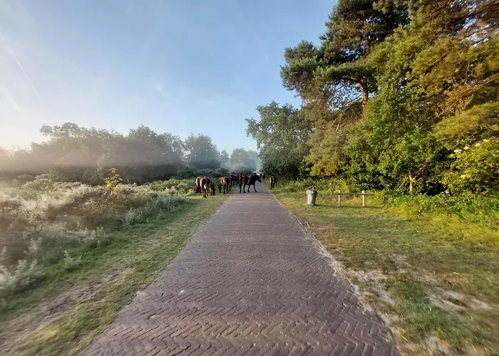 Zomerhuis Simoons 度假居 海边的艾格蒙特